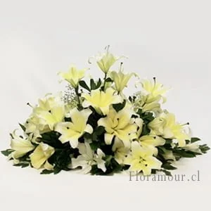 Cojín de liliums