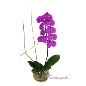 Orquídea phaleanopsis en contenedor