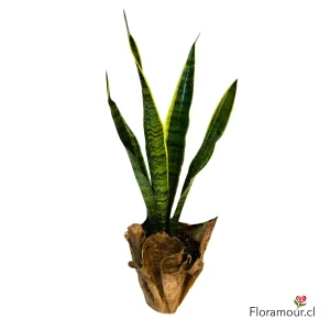 Planta Sansevieria Natural En Exclusivo Macetero Ecológico Ecoforma.