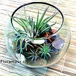 Terrarium de tillandsias