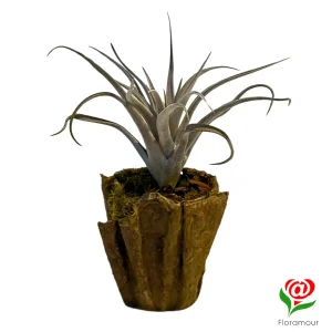 Tillandsia Harrisi en Maceta Ecoforme Ecologica