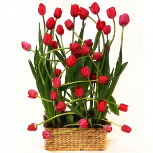tulipanes