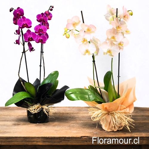 Orquídea en Planta (Phaleanopsis)