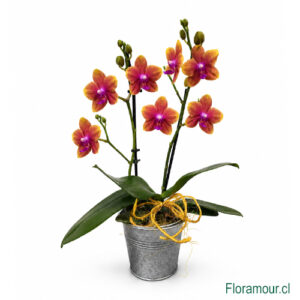Orquídea Miniatura