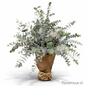 Ramo de Eucaliptus